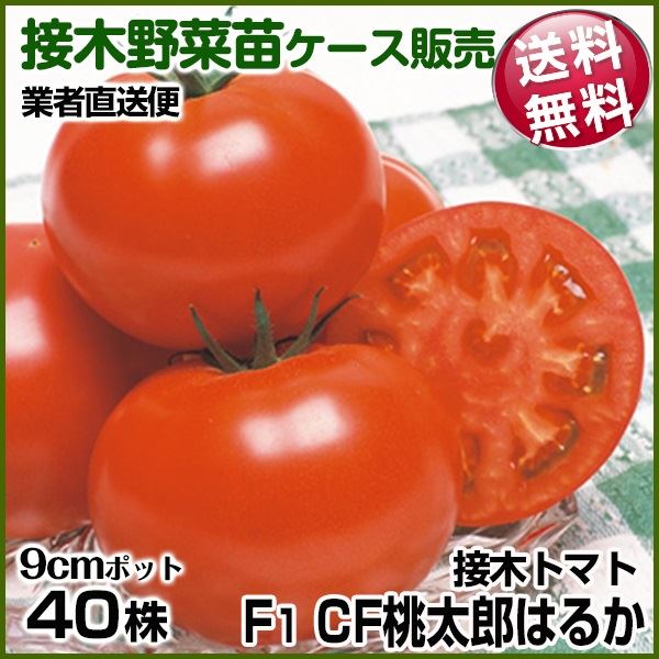 野菜苗ケース販売 トマト 接木F1CF桃太郎はるか 1ケース(40株入) 送料無料 /業者直送便