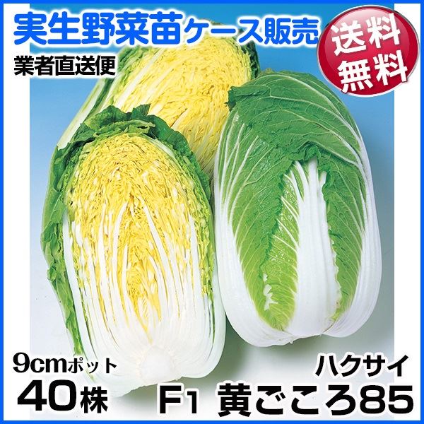 野菜苗ケース販売 ハクサイ F1黄ごころ85 10月発送 1ケース(40株入) 送料無料 /業者直送便