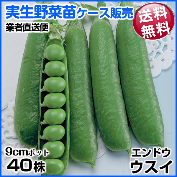 実生野菜苗 実エンドウ ウスイ 1ケース(40株入) 送料無料 /業者直送便