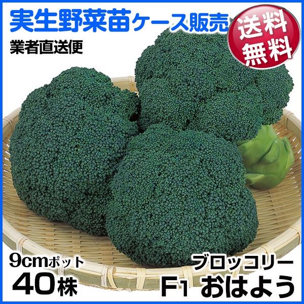 野菜苗ケース販売 ブロッコリー F1おはよう 1月発送 1ケース（40株入） 送料無料 /業者直送便