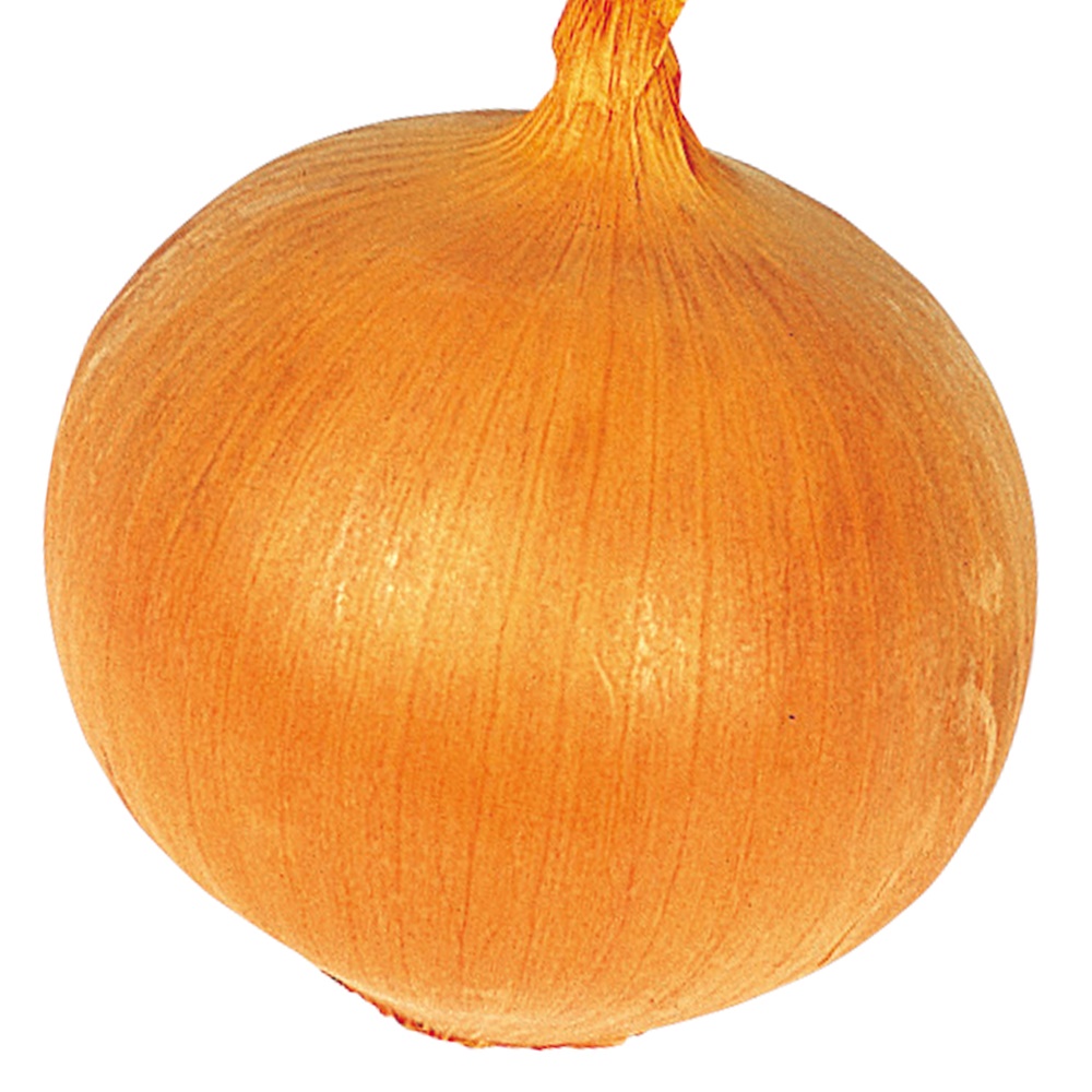 種 野菜たね タマネギ （極早生）極早生黄玉葱 1袋（2ml）