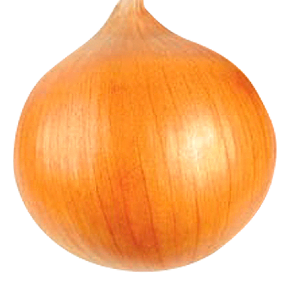 種 野菜たね タマネギ （中生）黄金丸玉葱 1袋（2ml）