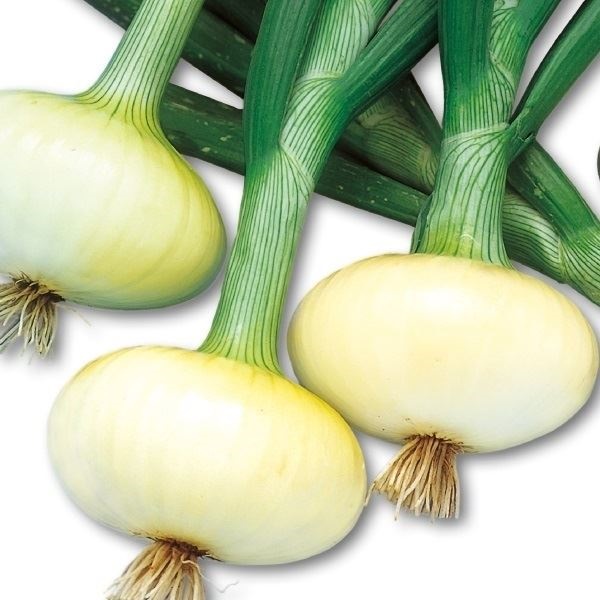 種 野菜たね タマネギ （超極早生）早どり一番 1袋（2ml）