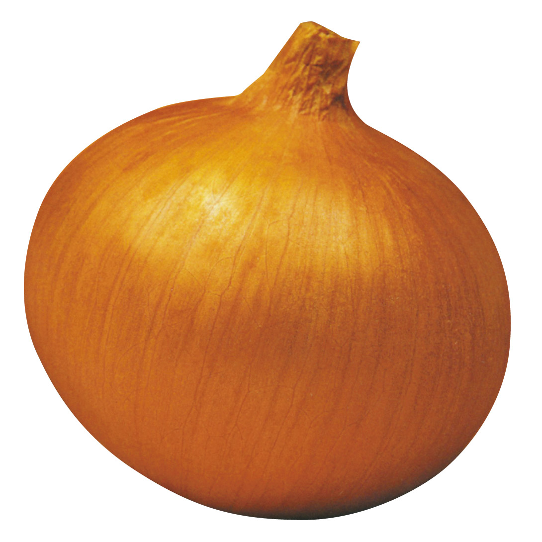 種 野菜たね タマネギ （中生）ゴールデンオニオン 1袋（4ml）