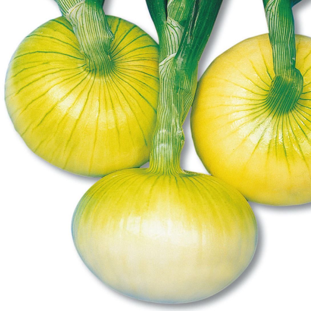 種 野菜たね タマネギ （超極早生）たま一郎 1袋（2ml）