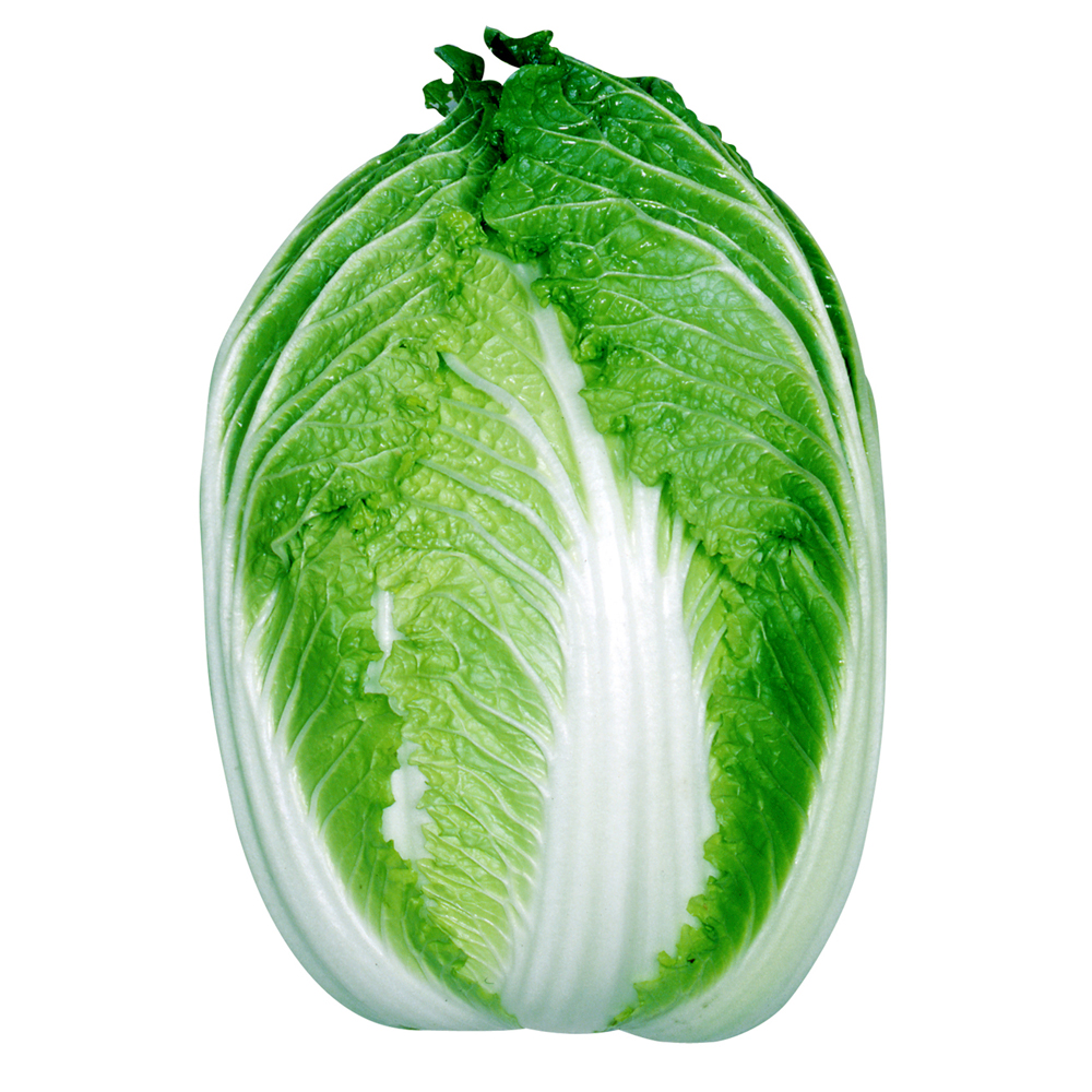 種 野菜たね ハクサイ F1パワー白菜 1袋（3ml）