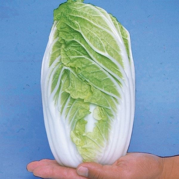 種 野菜たね ミニハクサイ F1小町白菜 1袋（2ml）