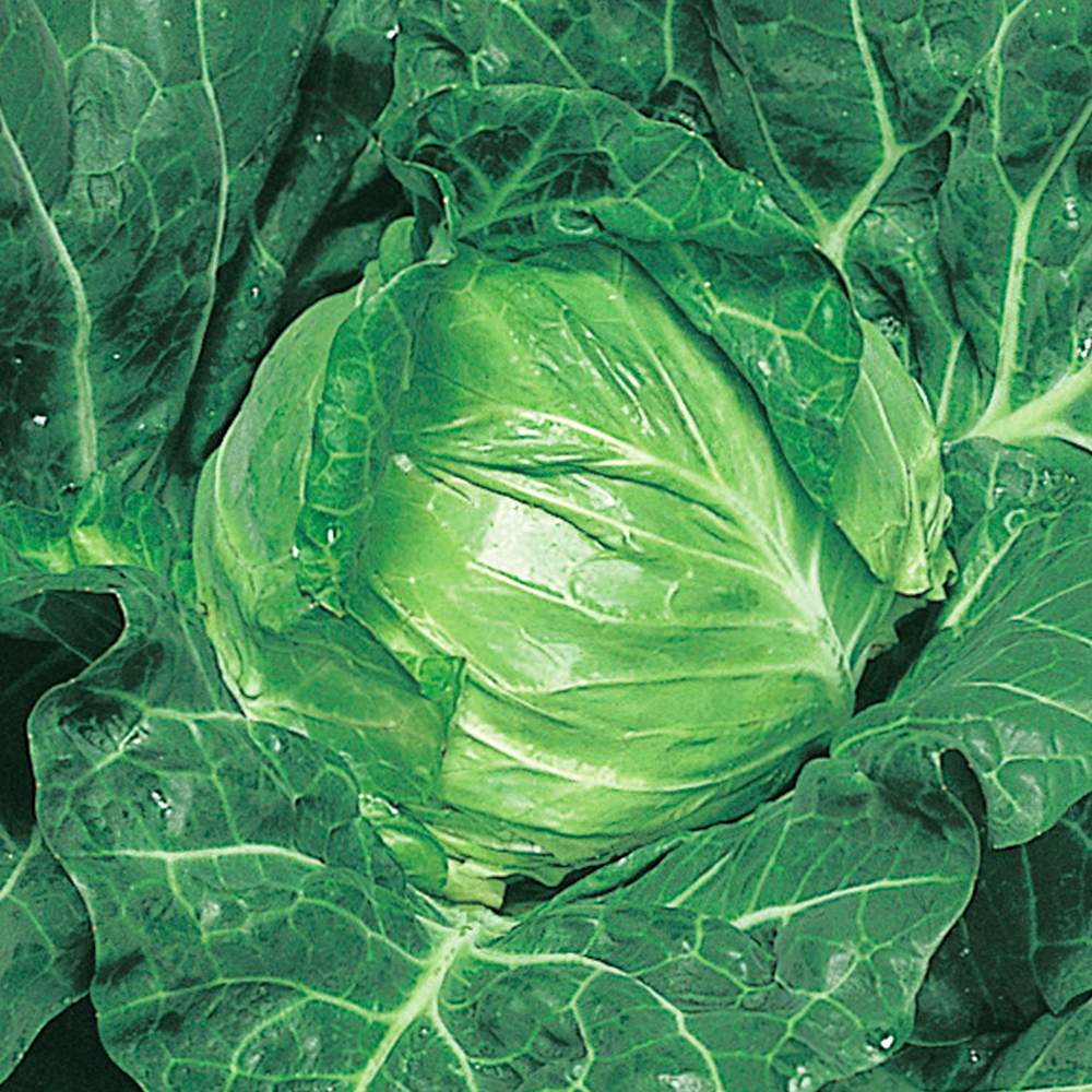 種 野菜たね キャベツ めぐみ極早生 1袋（2ml）
