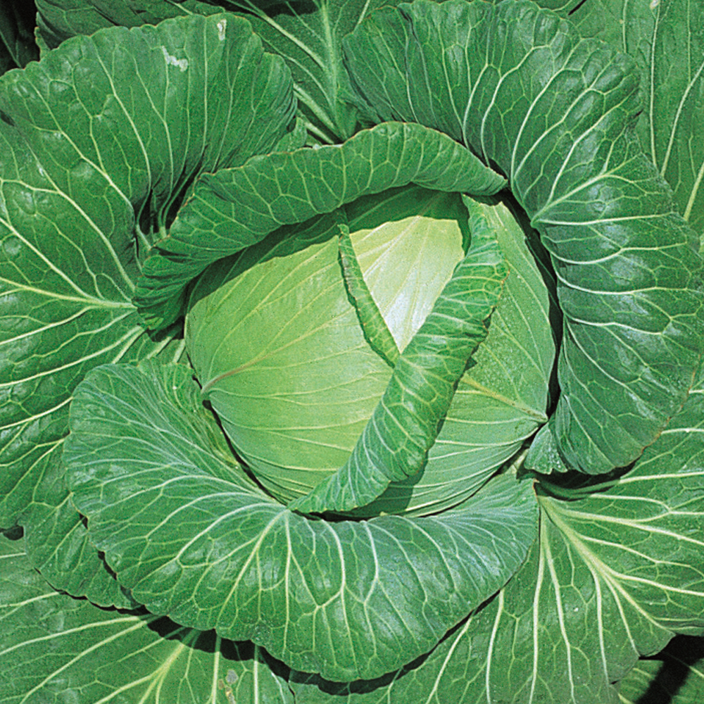 種 野菜たね キャベツ F1四季穫り甘藍 1袋（1ml）
