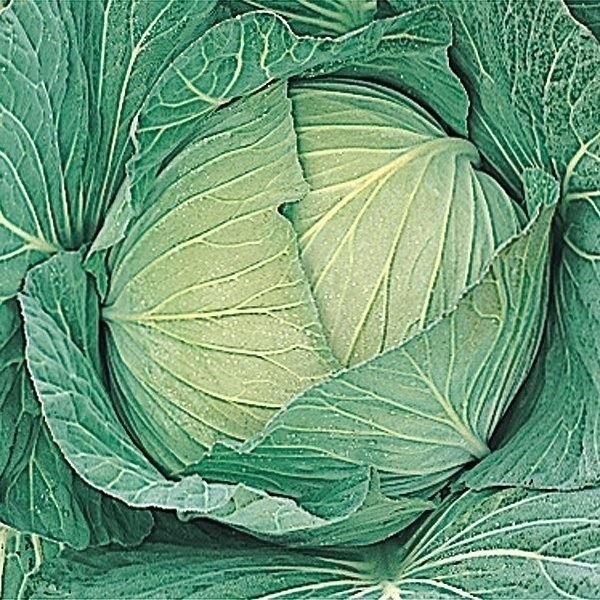 種 野菜たね キャベツ F1三季穫り甘藍 1袋（1ml）