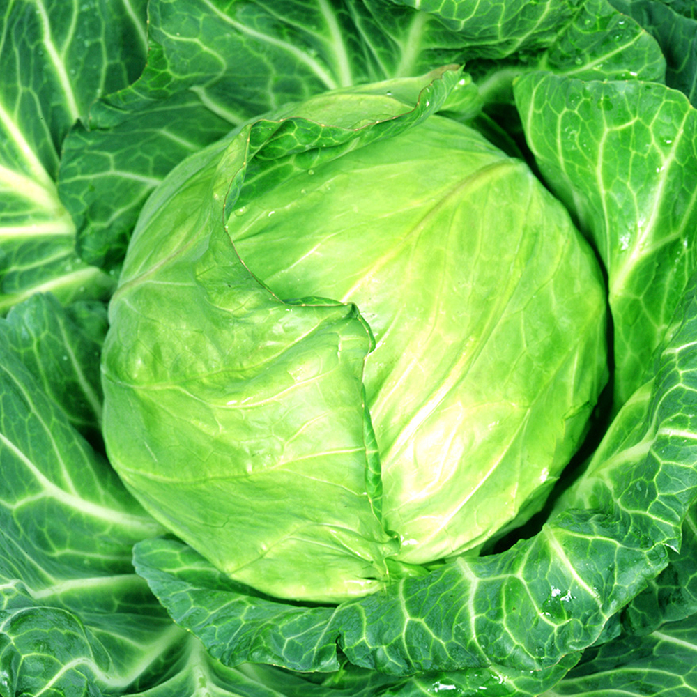 種 野菜たね キャベツ F1春達磨 1袋（0.5ml）