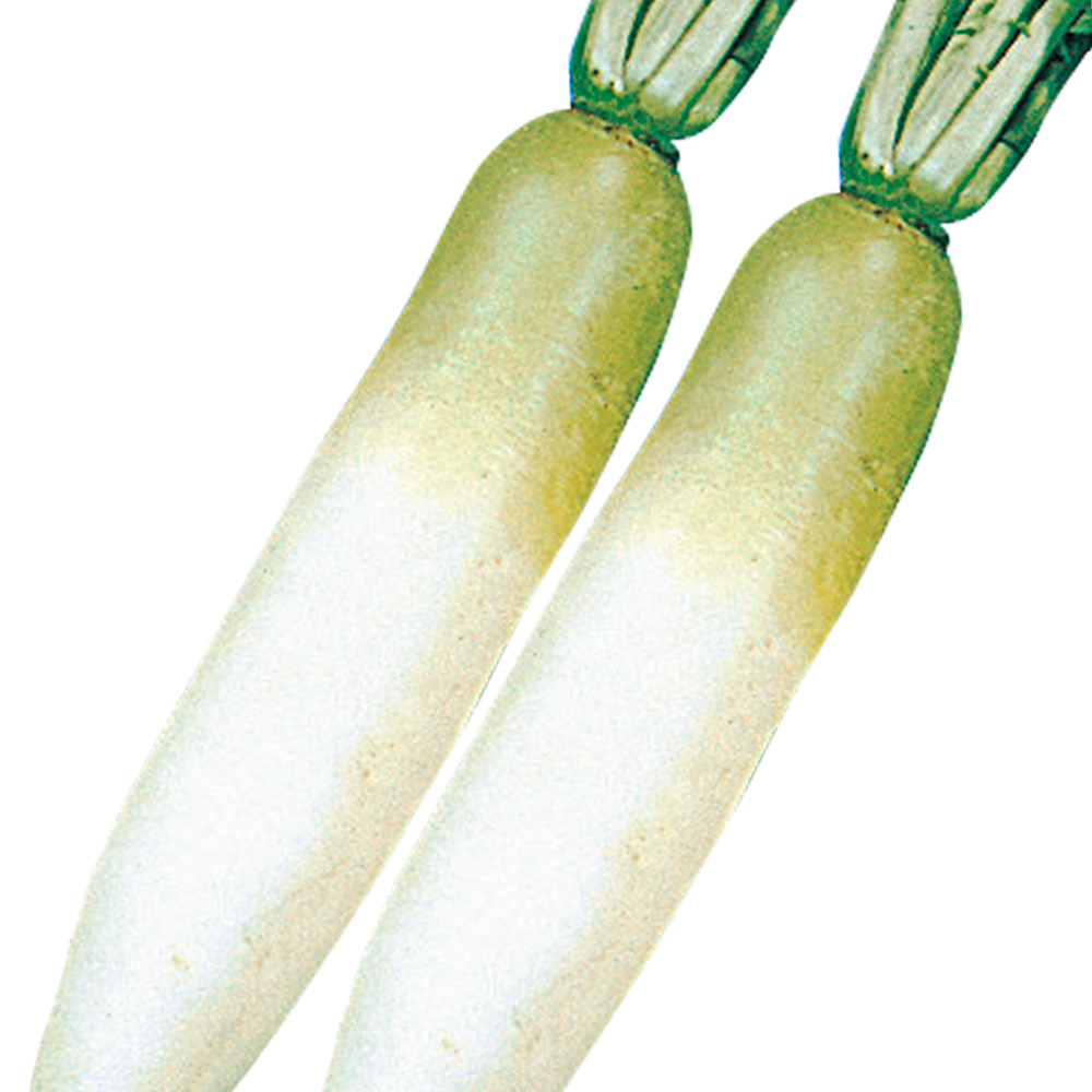 種 野菜たね ダイコン 早太り宮重大根 1袋（10ml）