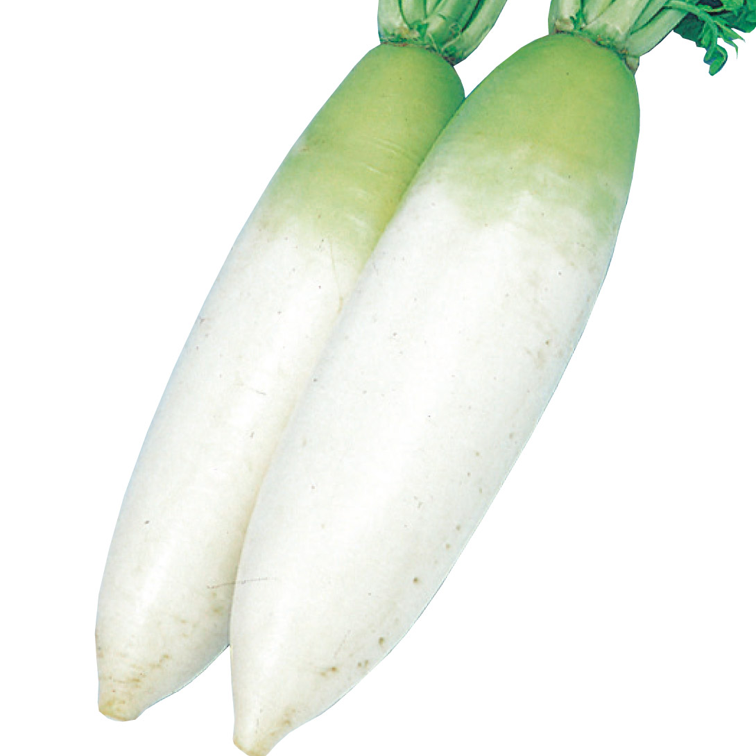 種 野菜たね ダイコン 宮重総太り 1袋（10ml）