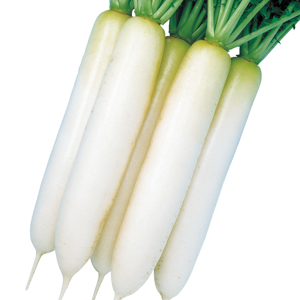 種 野菜たね ダイコン F1煮もの美人 1袋（3ml）