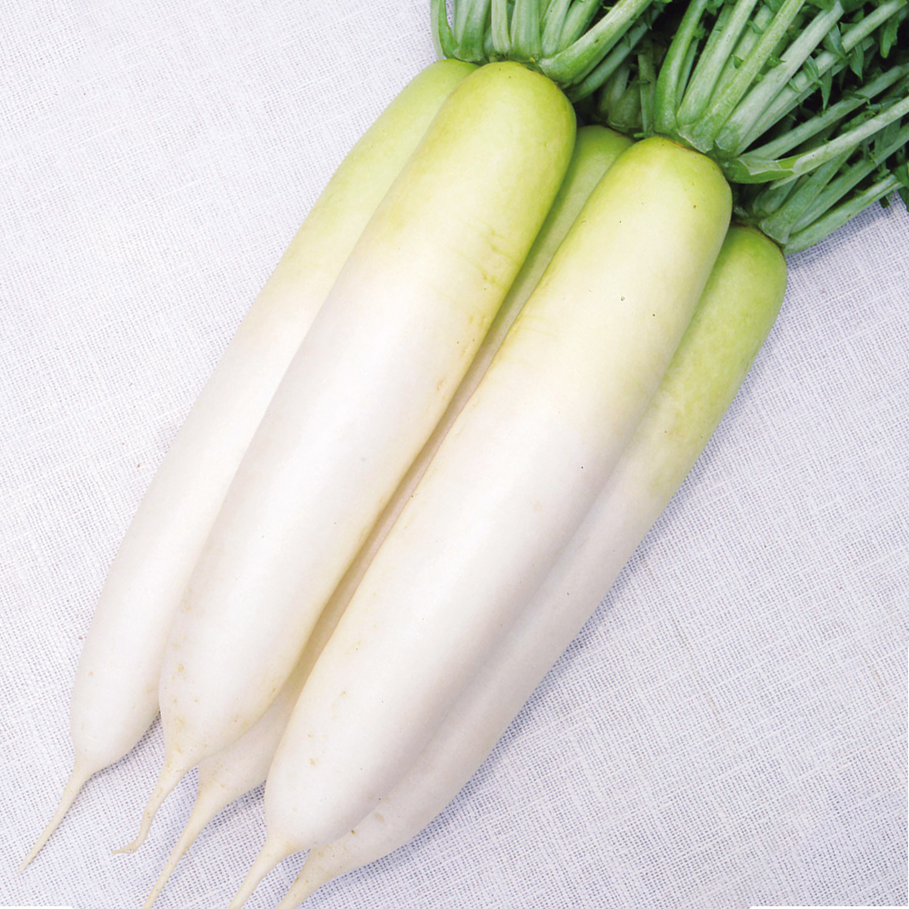種 野菜たね ダイコン F1三季蒔き大根 1袋（3ml）