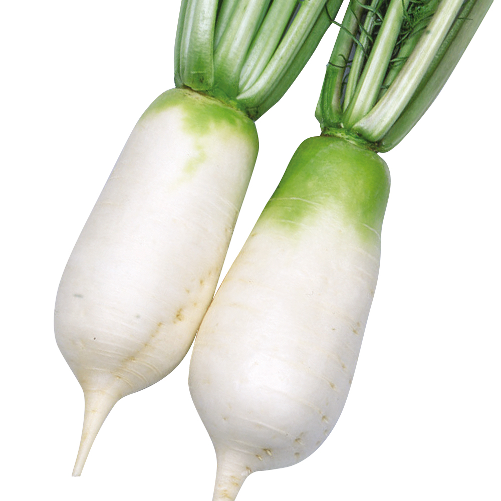 種 野菜たね ダイコン からみねずみ大根 1袋（2ml）