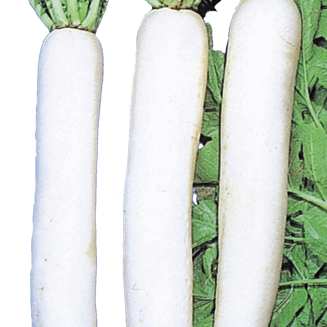種 野菜たね ダイコン 伊勢タクアン大根 1袋（10ml）