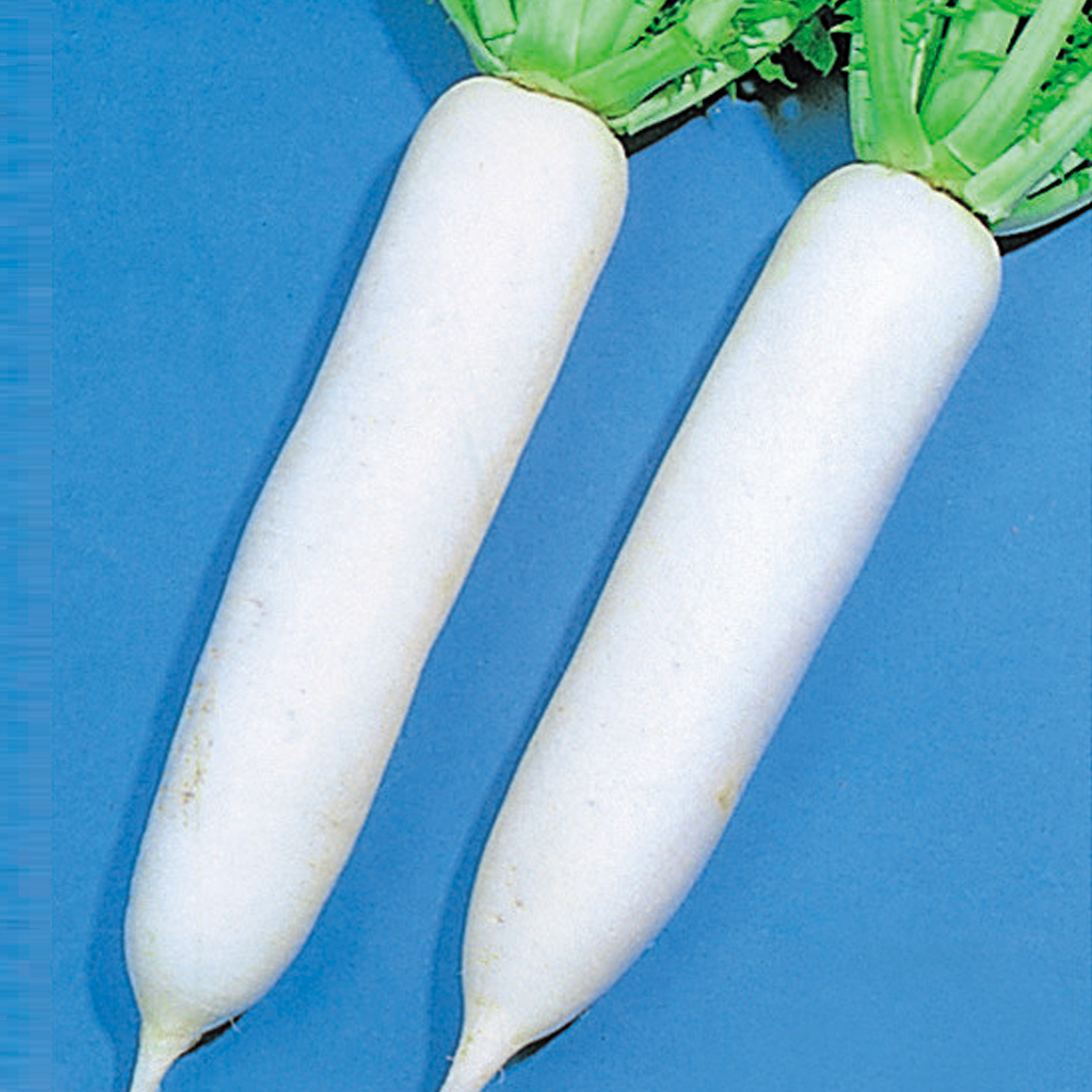 種 野菜たね ダイコン 和歌山大根 1袋（8ml）