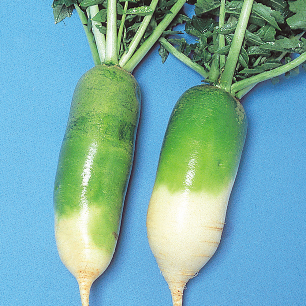 種 野菜たね ダイコン ビタミン大根 1袋（10ml）
