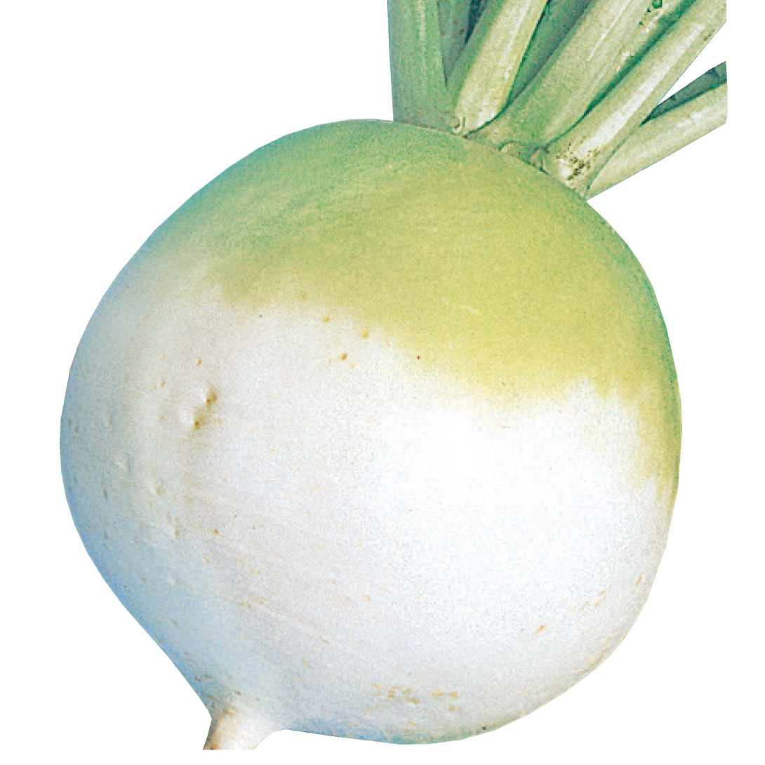 種 野菜たね ダイコン 大丸聖護院大根 1袋（10ml）