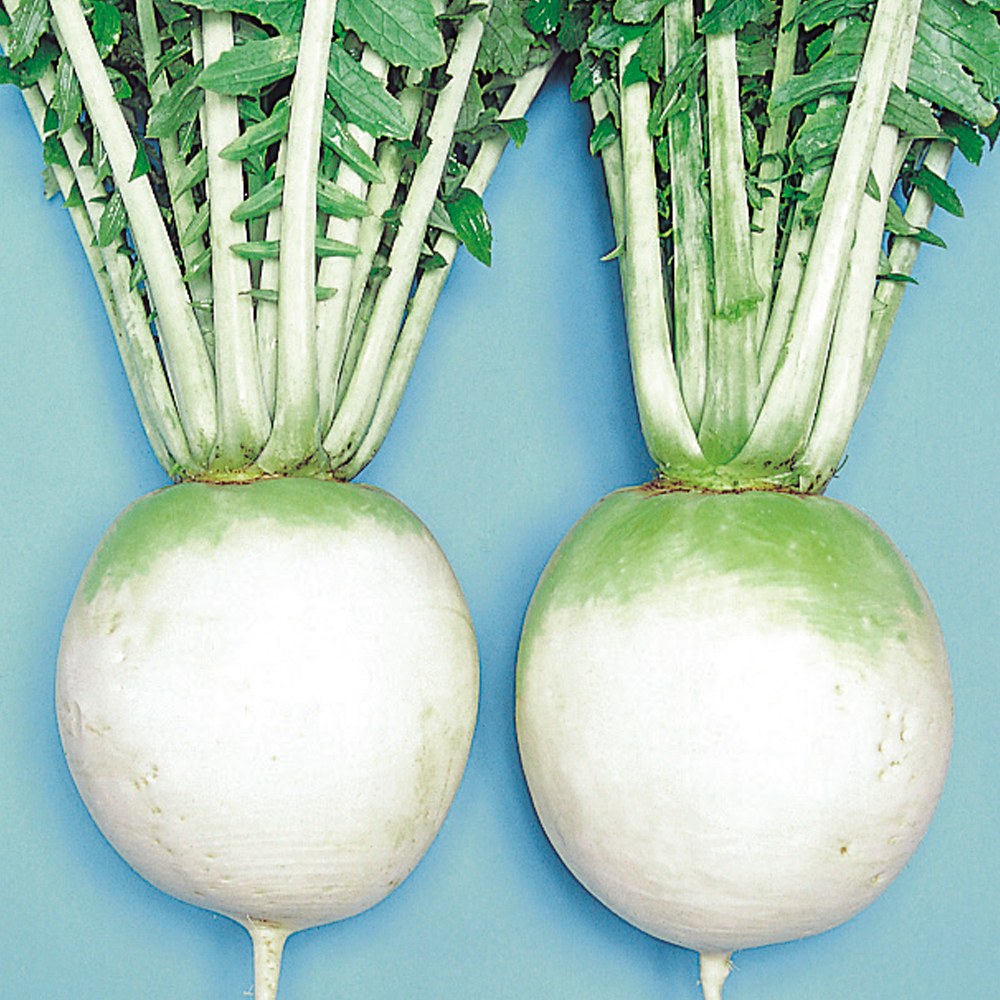 種 野菜たね ダイコン 聖護院大根 1袋（15ml）