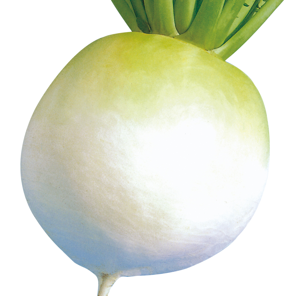 種 野菜たね ダイコン F1古都聖護院大根 1袋（5ml）