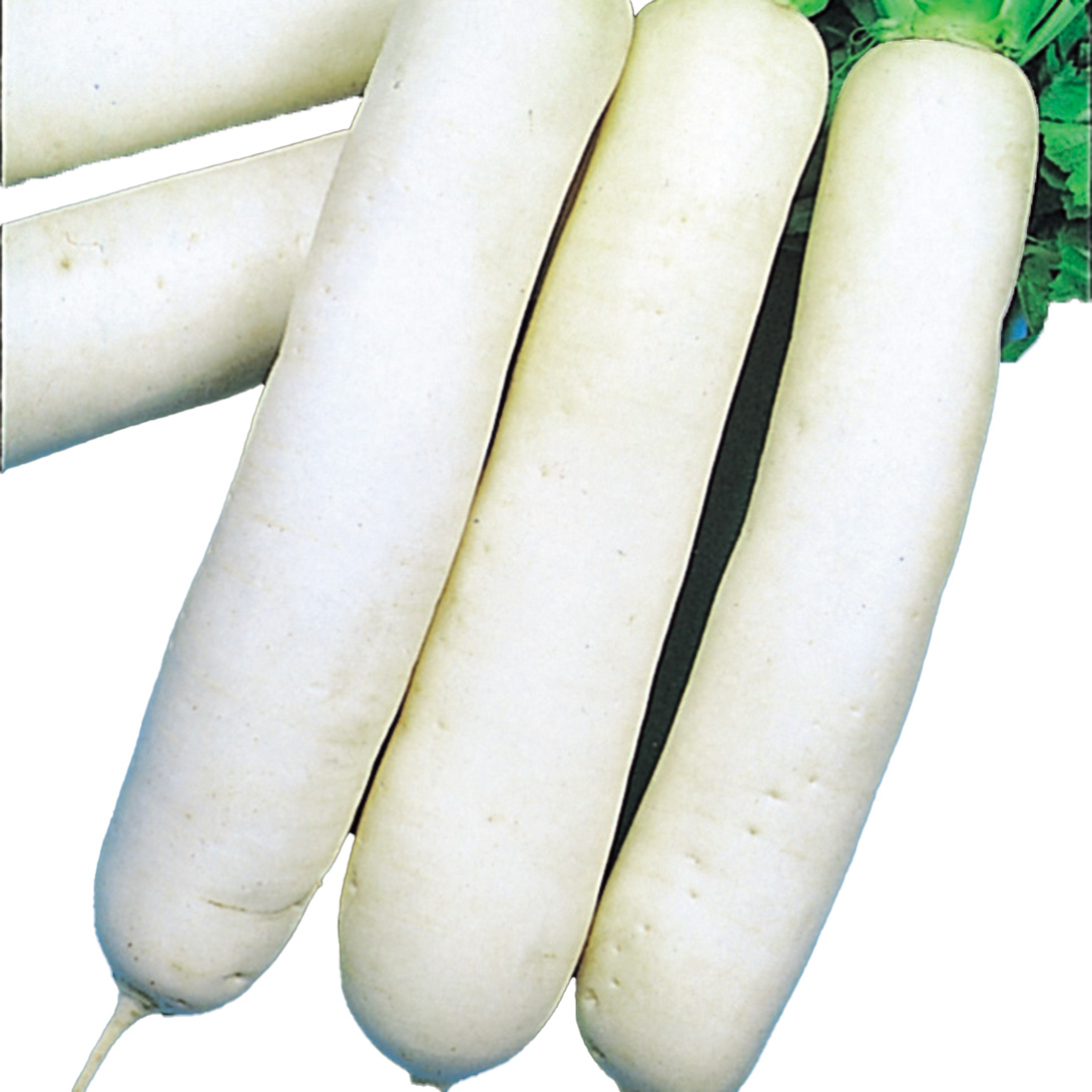 種 野菜たね ダイコン 大くら大根 1袋（8ml）
