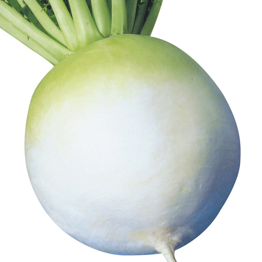 種 野菜たね ダイコン 高農聖護院大根 1袋（5ml）