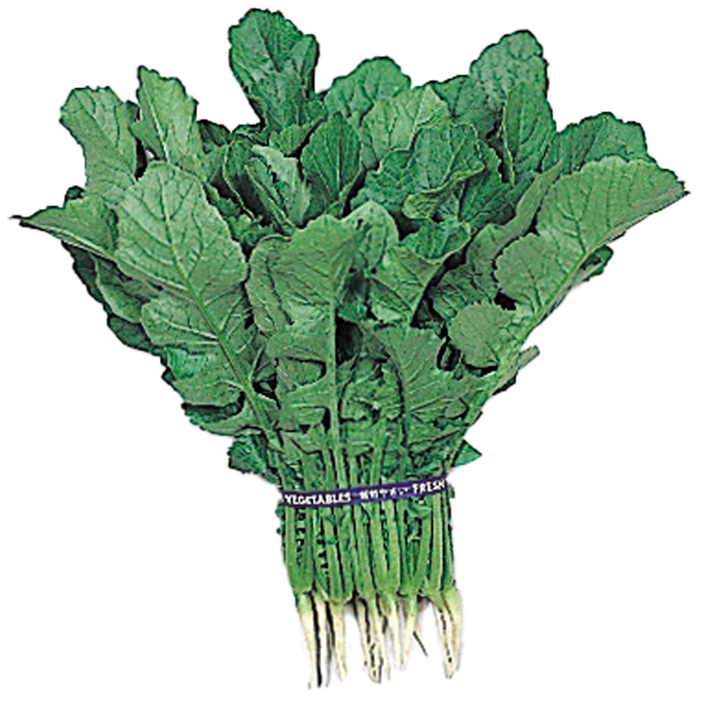 種 野菜たね ダイコン つまみ葉大根 1袋（10ml）