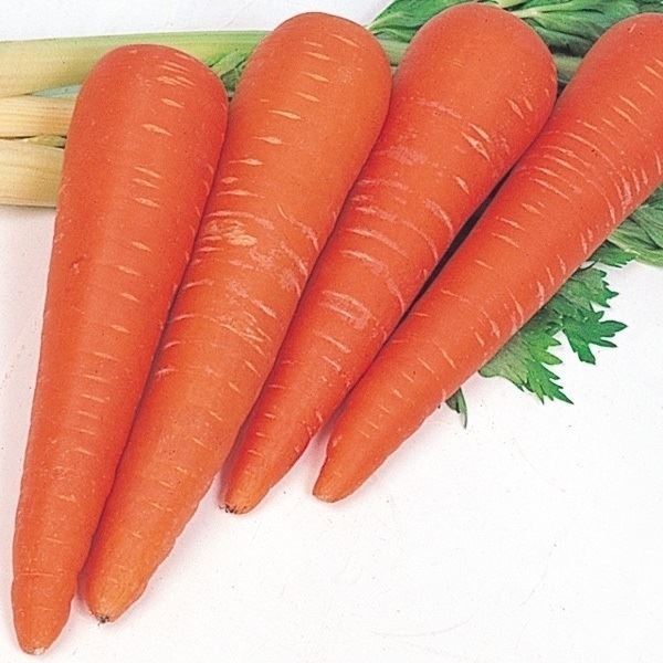 種 野菜たね ニンジン 鮮紅太長人参