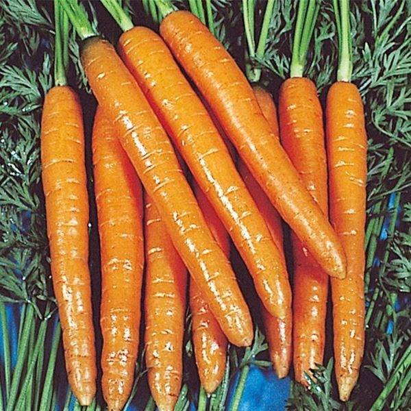 種 野菜たね ニンジン スイートキャロット