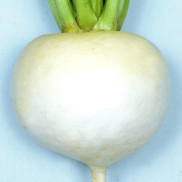 種 野菜たね カブ F1まるちゃんかぶ