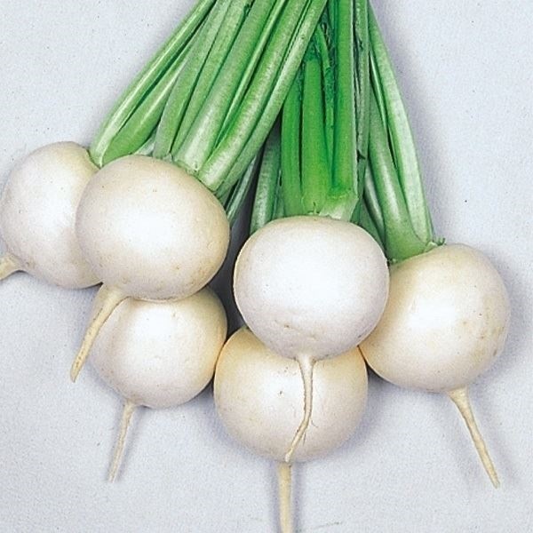 種 野菜たね カブ F1美肌かぶ