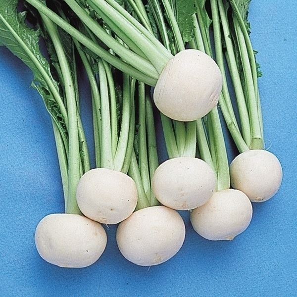 種 野菜たね カブ 時なしかぶ