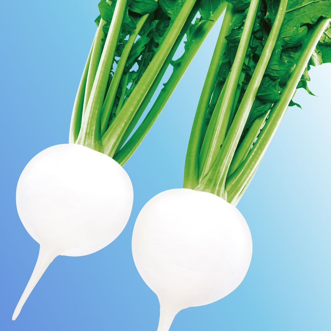 種 野菜たね カブ F1CR白盃