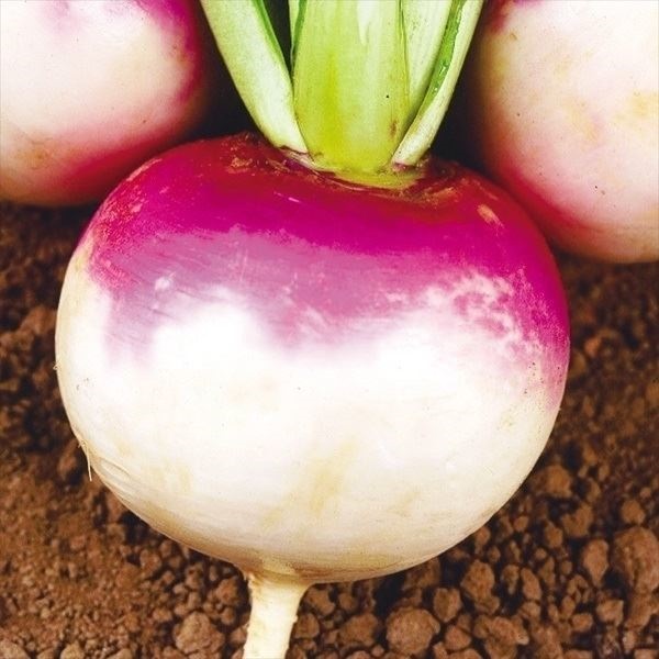 種 野菜たね カブ 紫白かぶ