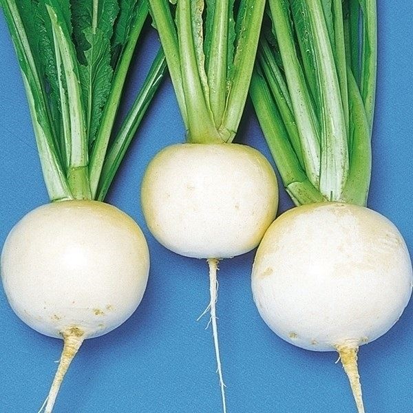 種 野菜たね カブ まんぷくかぶ