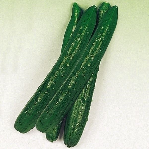 種 野菜たね 秋どり野菜 キュウリ ときわ地這きゅうり