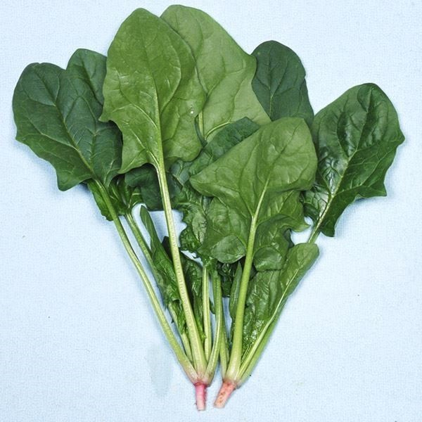 種 野菜たね ホウレン草 秋ほうれん草
