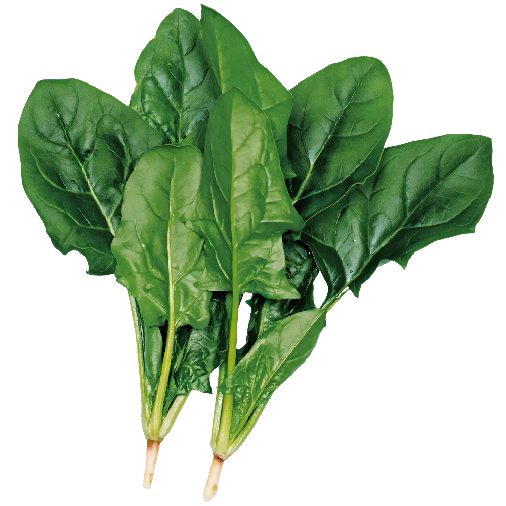 種 野菜たね ホウレン草 早生ほうれん草