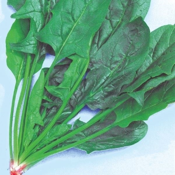 種 野菜たね ホウレン草 F1秋冬ほうれん草