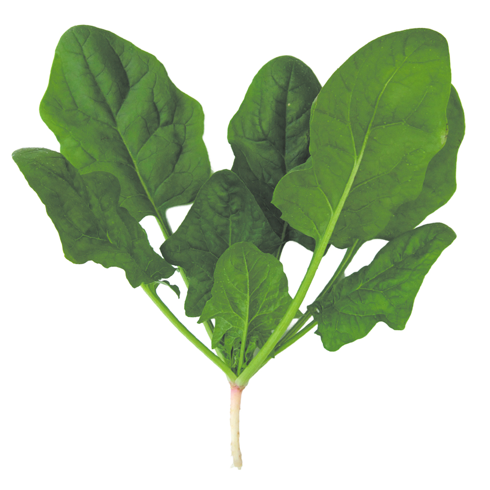 種 野菜たね ホウレン草 ノーベルほうれん草