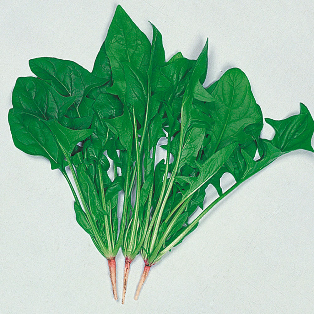 種 野菜たね ホウレン草 新日本ほうれん草