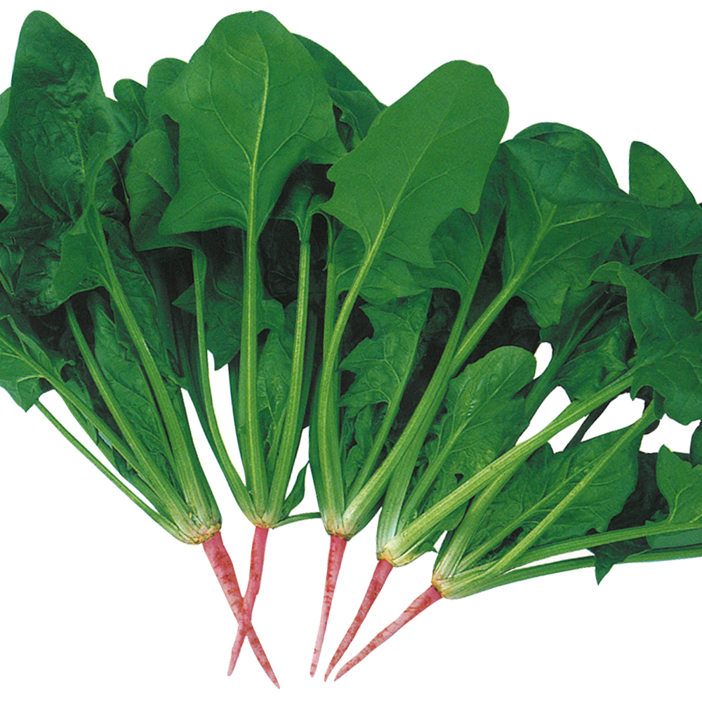 種 野菜たね ホウレン草 F1万能緑