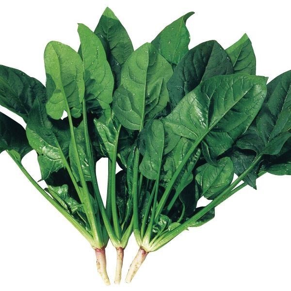 種 野菜たね ホウレン草 F1万葉