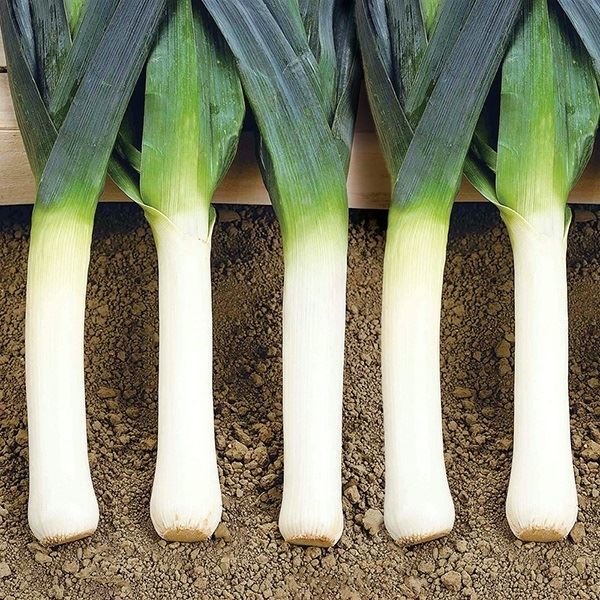 種 野菜たね ネギ リーキ