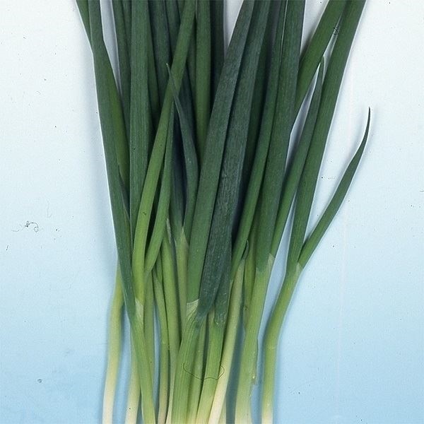 種 野菜たね ネギ 九条細葱