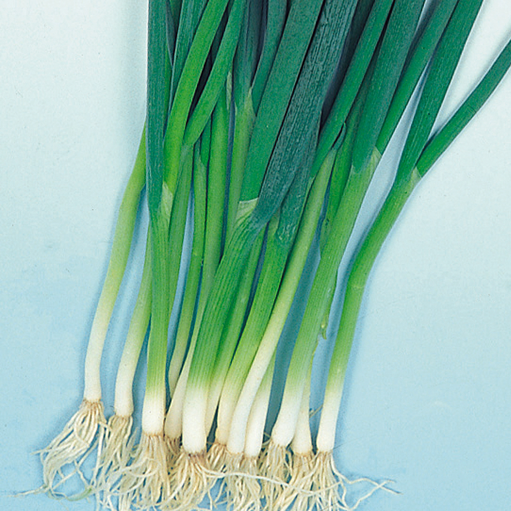 種 野菜たね ネギ 九条太葱
