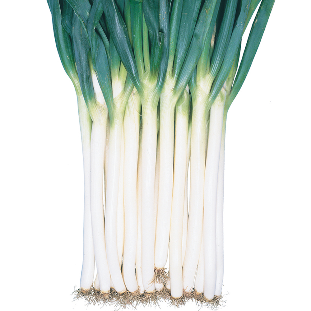 種 野菜たね ネギ 早太り一本