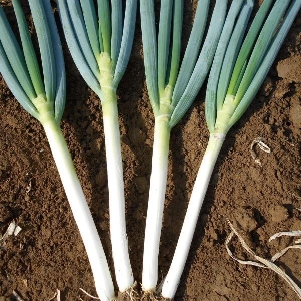 種 野菜たね ネギ F1極早生一本葱